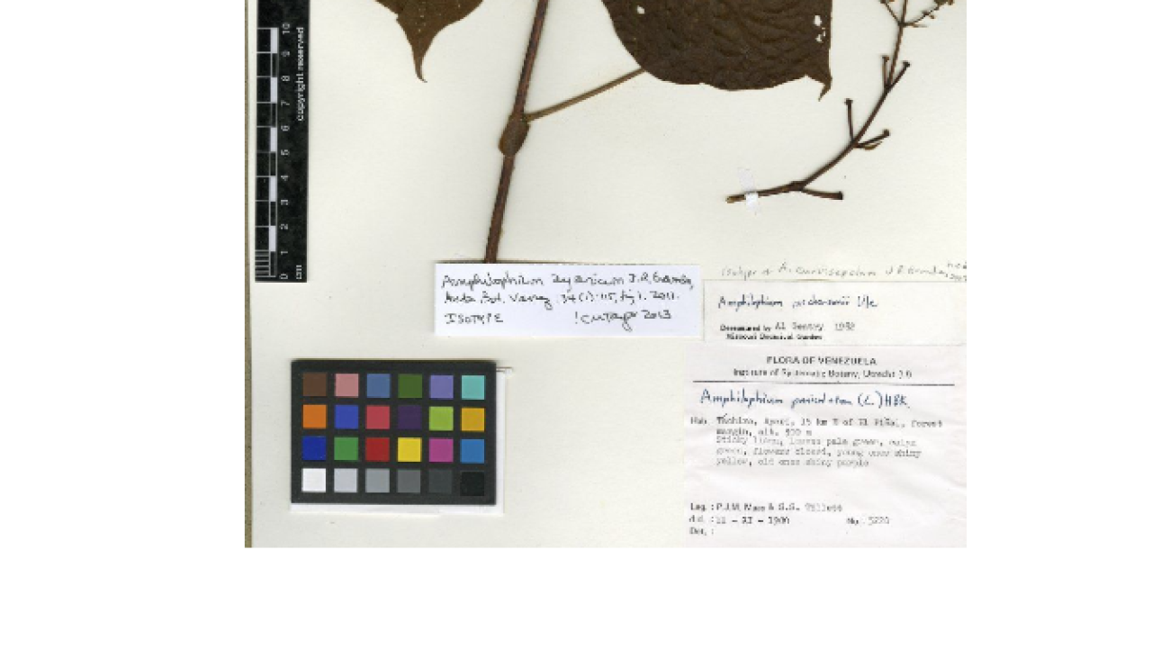 Amphilophium ayaricum - gbif