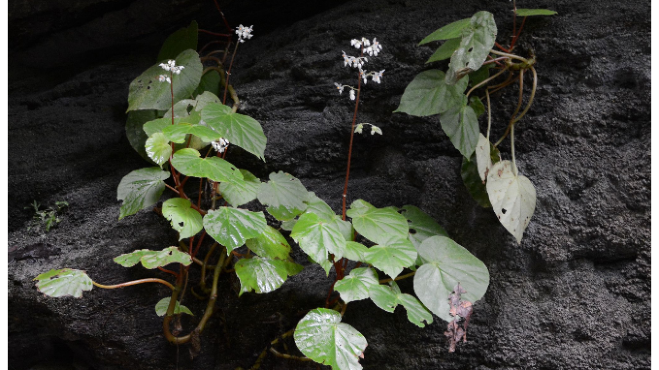 Begonia glandulifera Griseb.