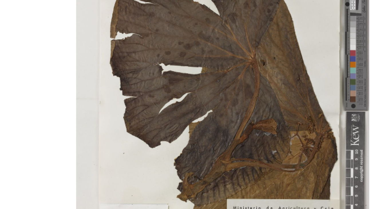 Begonia verruculosa 2 gbif