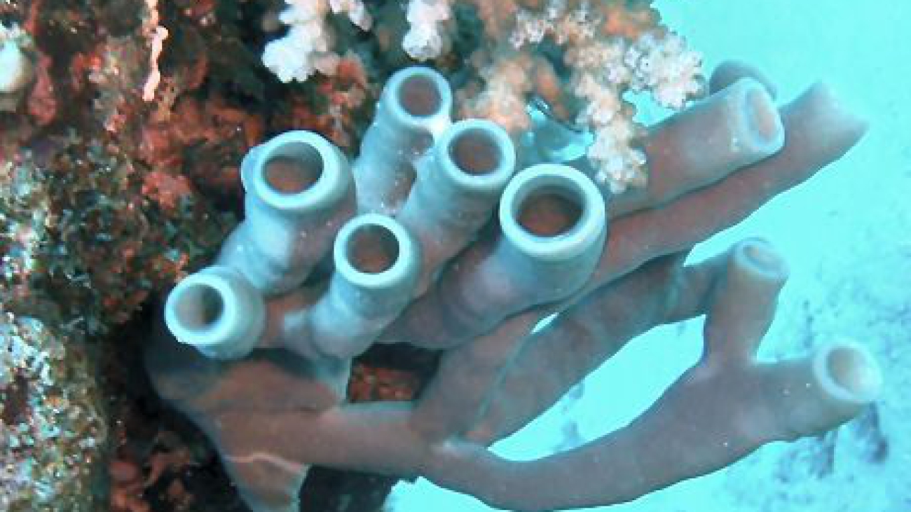 Callyphonia arcesiosa