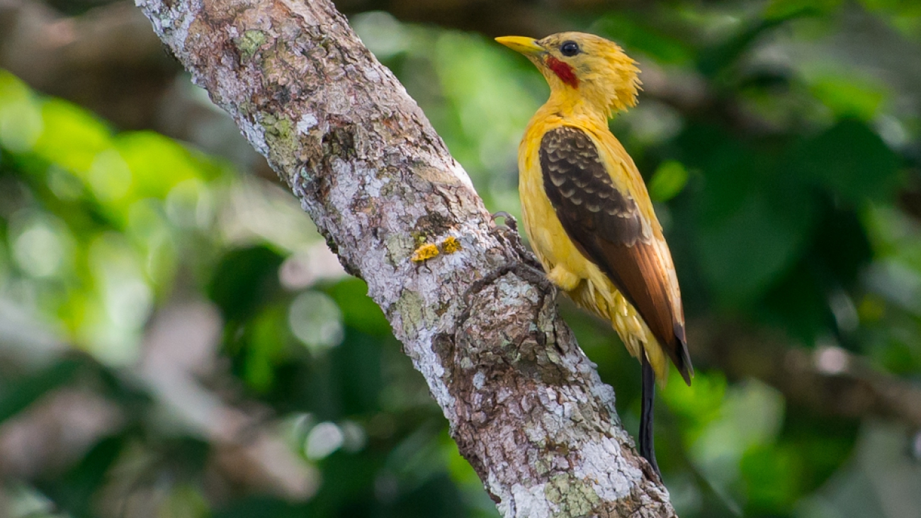 Carpitenro amarillo Celeus_flavus,_Cream-colored_Woodpecker
