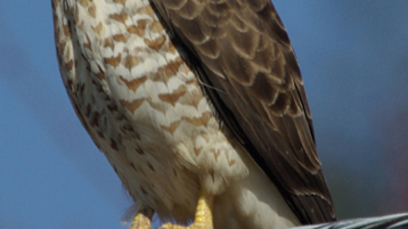 GAVILAN BEBEHUMO Julie_Waters_broad_winged_hawk