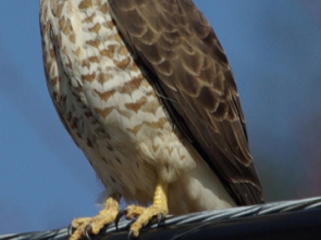GAVILAN BEBEHUMO Julie_Waters_broad_winged_hawk