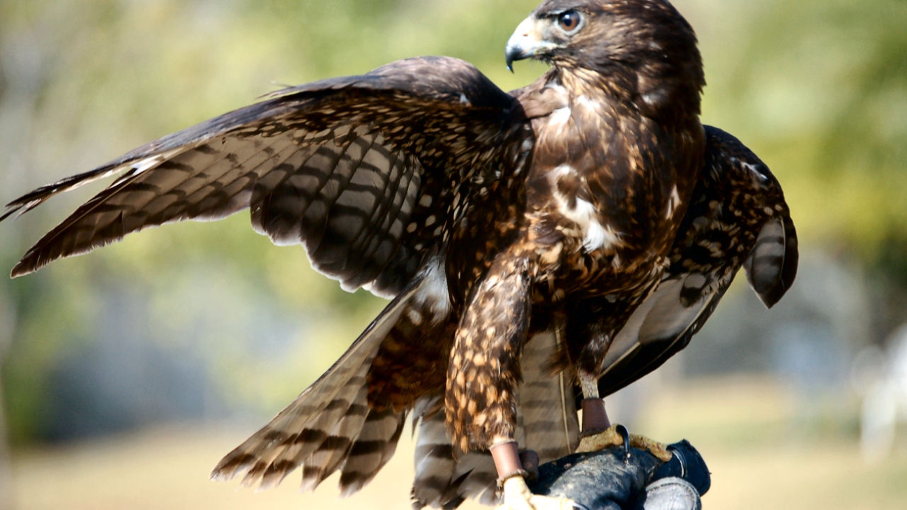 GAVILAN COLA CORTA RABIMale_-_black_phase_-_short_tail_hawk