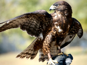 GAVILAN COLA CORTA RABIMale_-_black_phase_-_short_tail_hawk