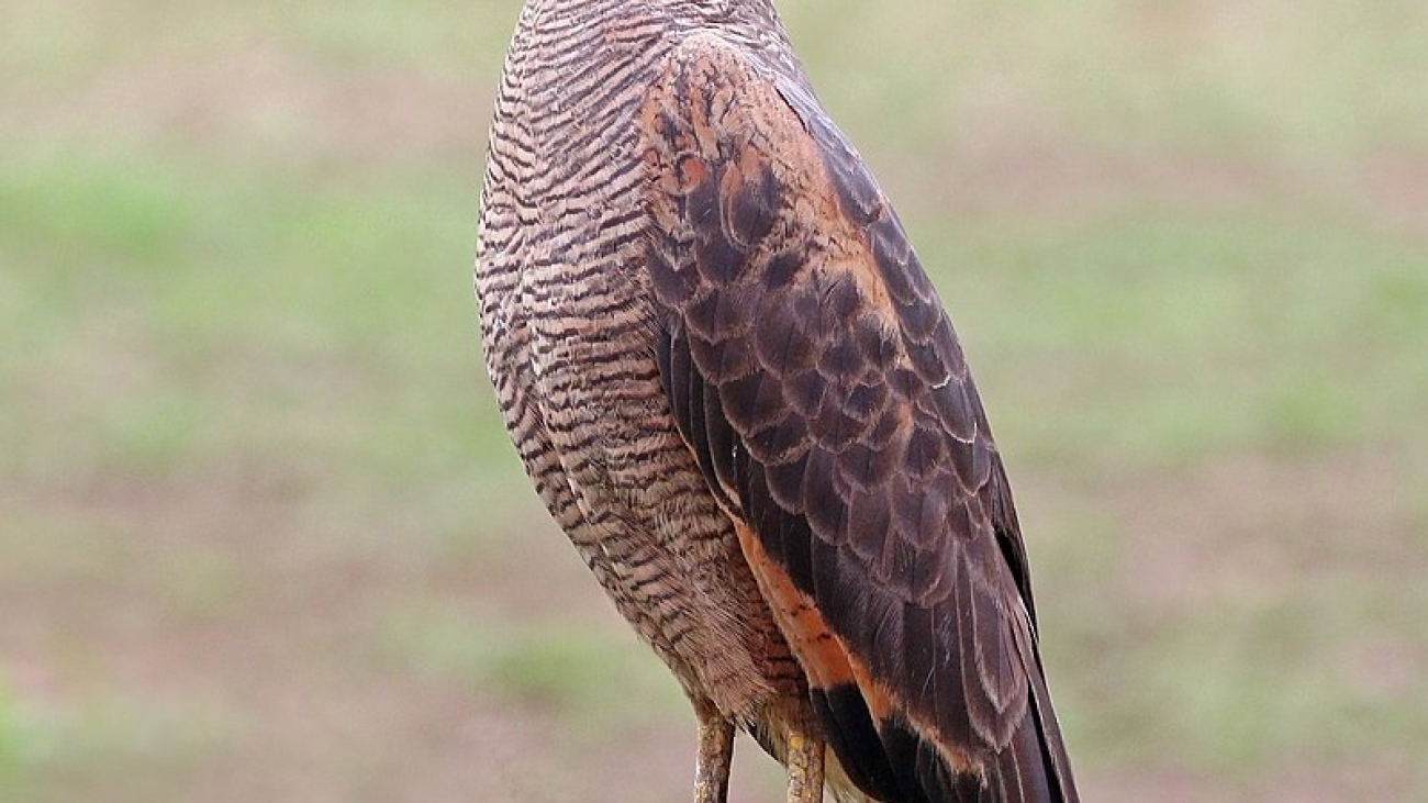 GAVILÁNCANGREJERO COLORADO Savanna_hawk_(Buteogallus_meridionalis)