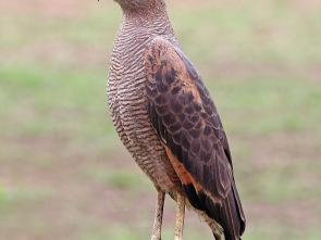 GAVILÁNCANGREJERO COLORADO Savanna_hawk_(Buteogallus_meridionalis)