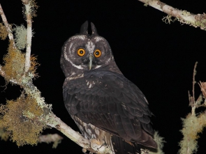 LECHUZA ESTIGA Asio_stygius_-_Stygian_Owl