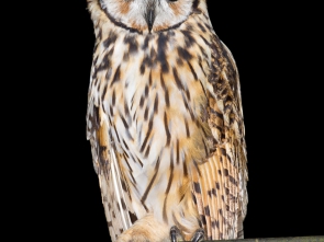 LECHUZA LISTADA Striped_Owl_(cropped)