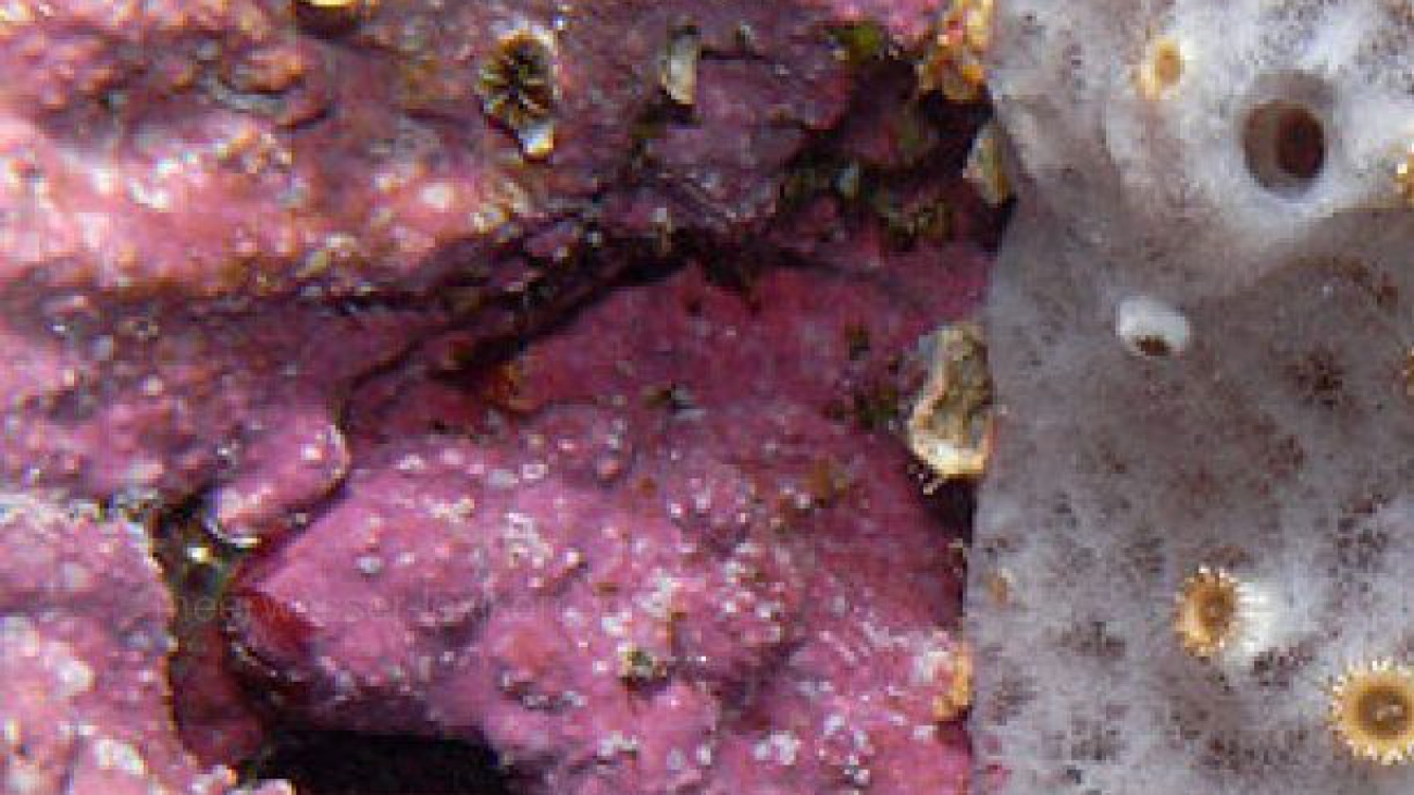Niphates variabilis