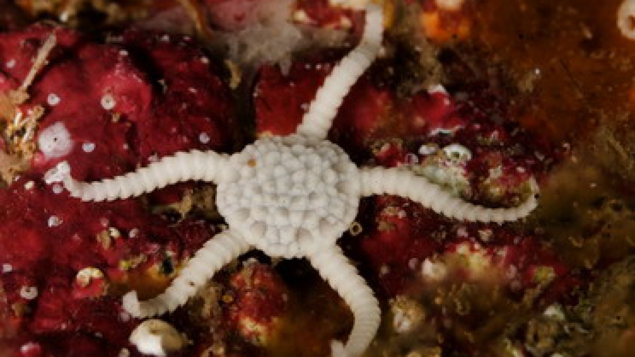 Ophiolepis paucispina