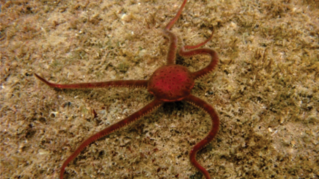 Ophiomyxa flaccida