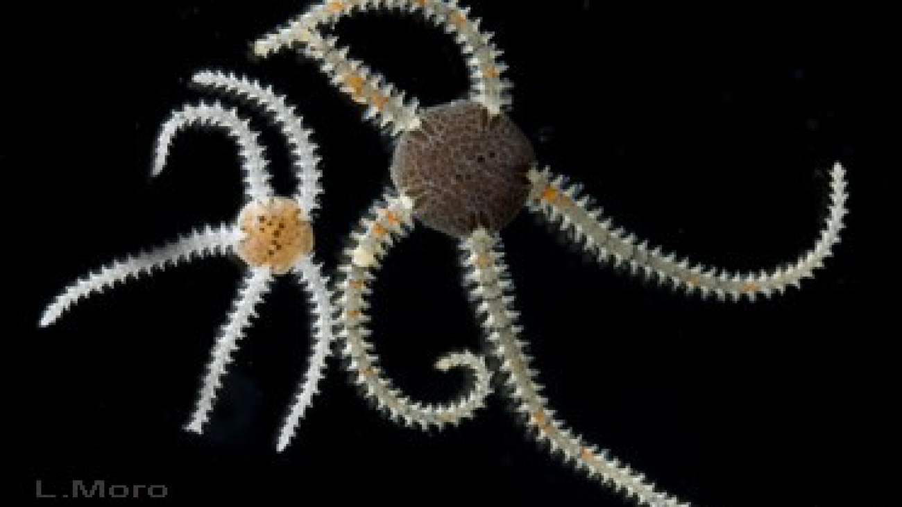 Ophionereis squamulosa