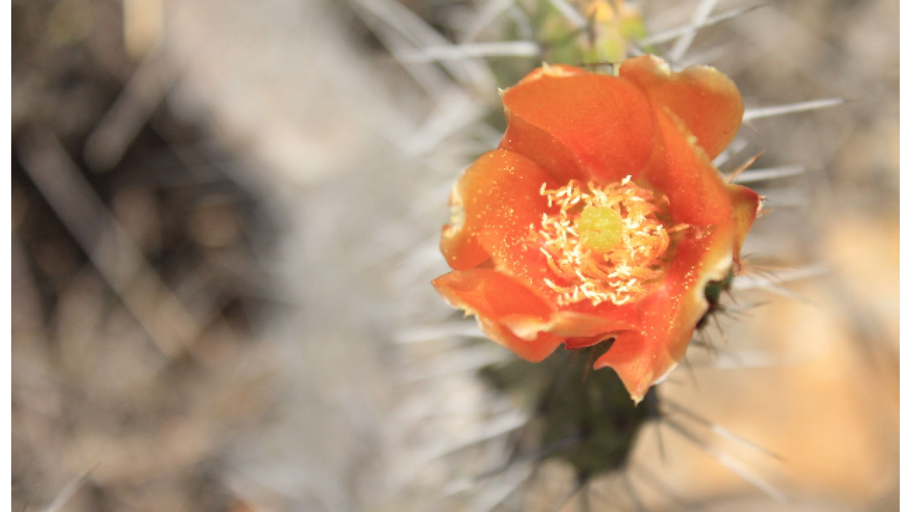Opuntia schumannii