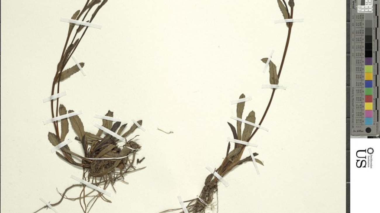 Oritrophium venezuelense (Steyerm.) Cuatrec. _ Smithsonian Institution