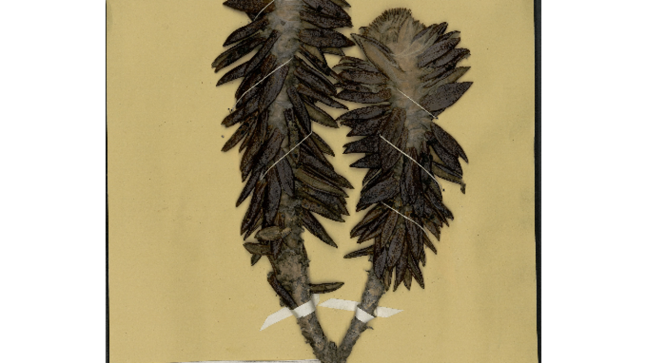 Pentacalia rex