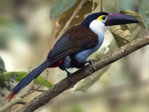 TUCAN PICO AZUL 1200