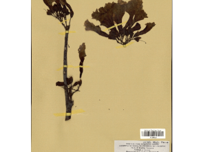 Tabebuia pilosa
