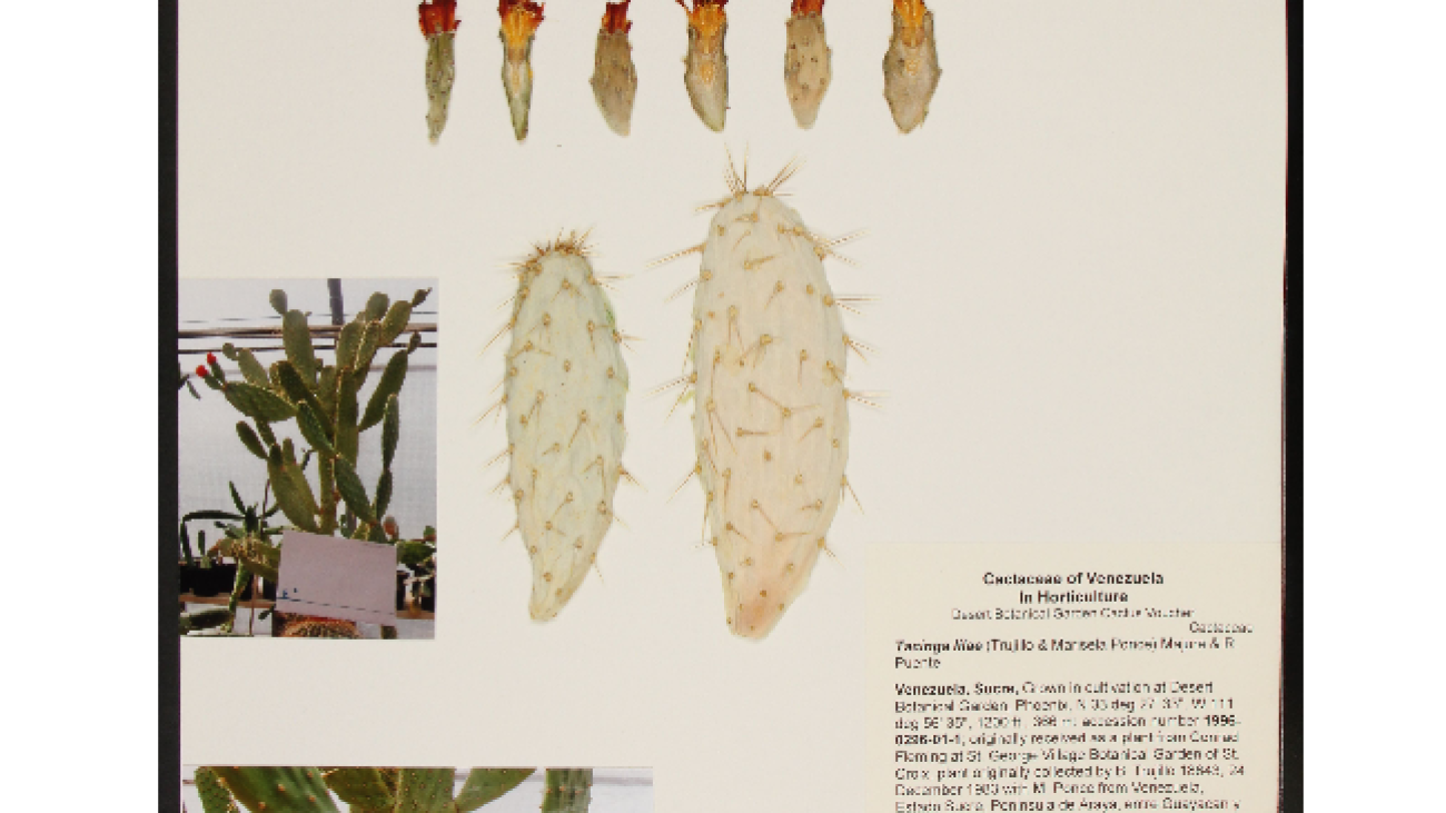 Tacinga (Opuntia) lilae
