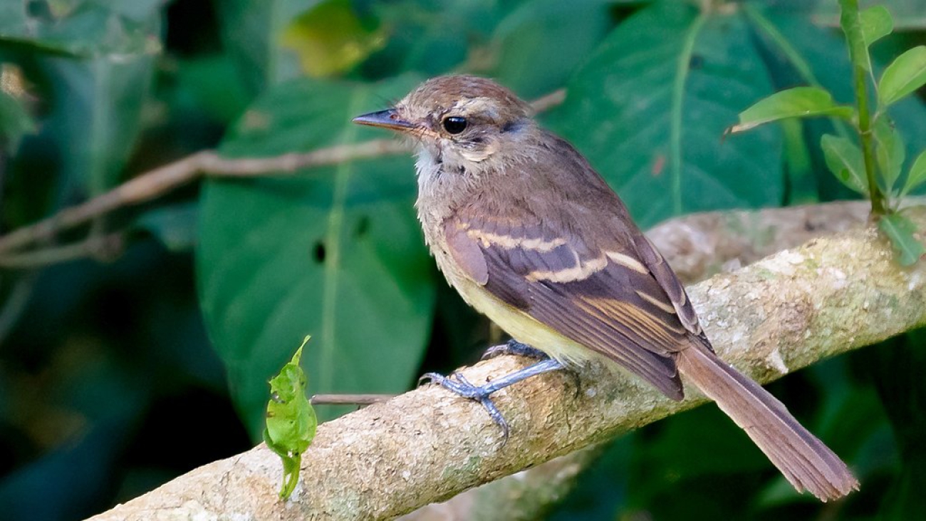 Atrapamosca FUSCUS 1024px-Cnemotriccus_fuscatus_-_Fuscous_Flycatcher;_Bodoquena,_Mato_Grosso_do_Sul,_Brazil
