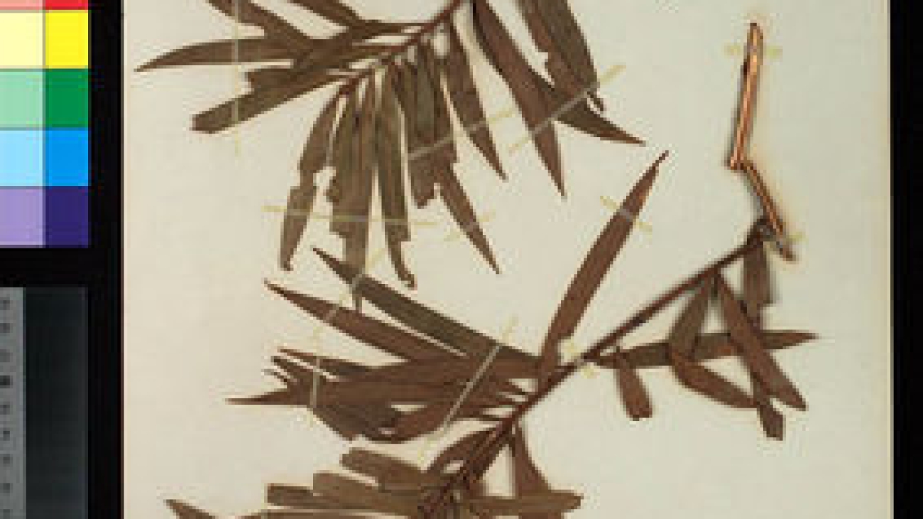 Podocarpus salicifolius