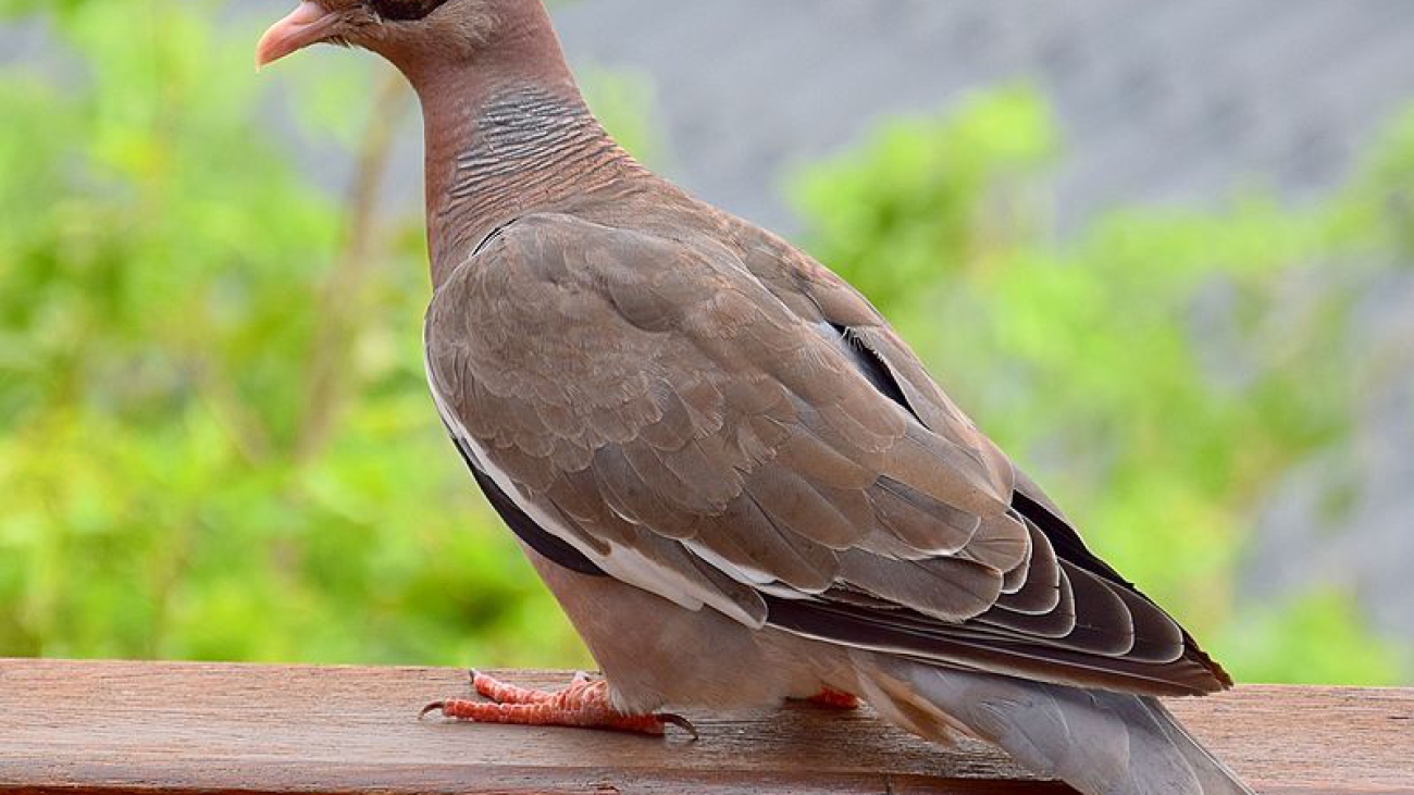 PALOMA ALA BLANCAPatagioenas_corensis