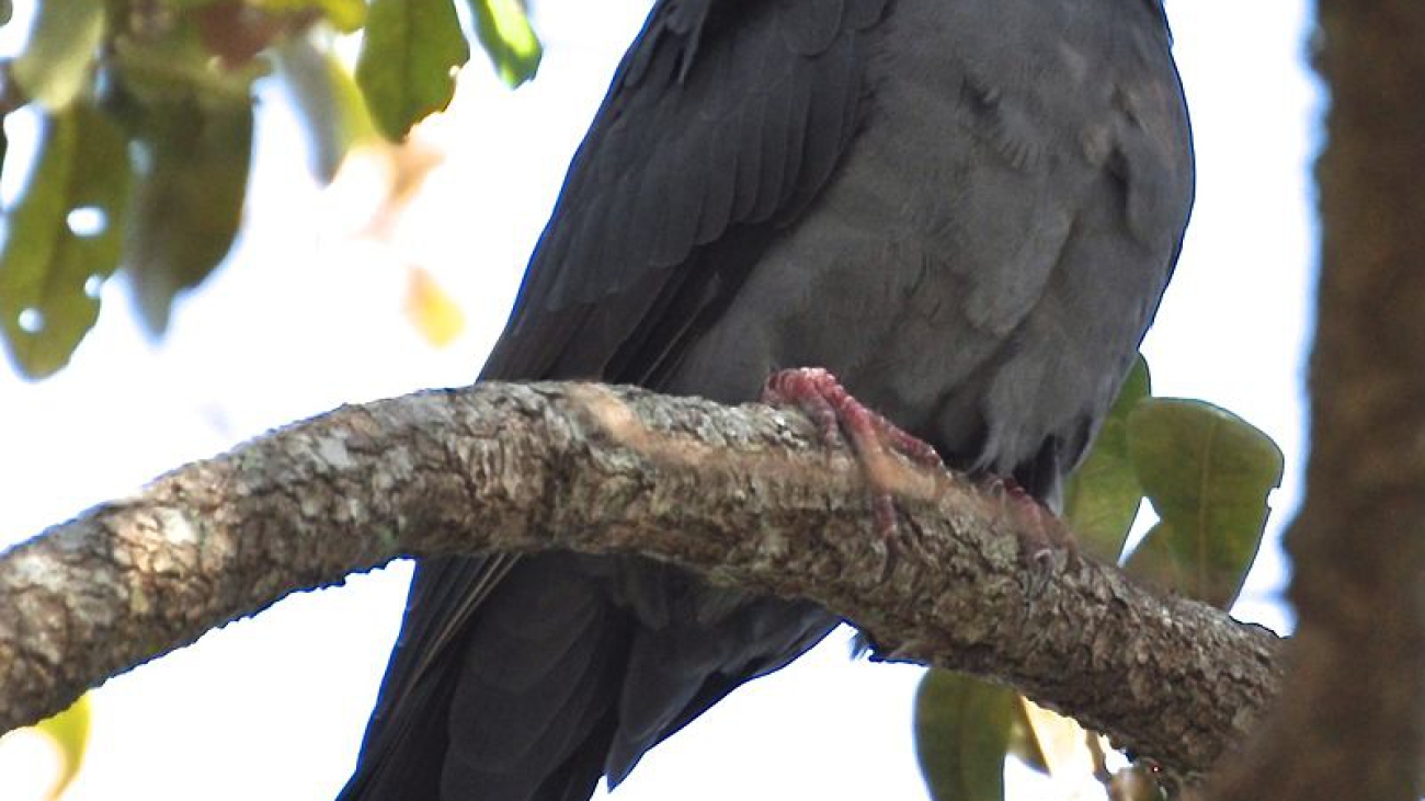 PALOMA CABECIBLANCA Patagioenas_leucocephala_-West_Kendall,_Miami,_Florida,_USA-8