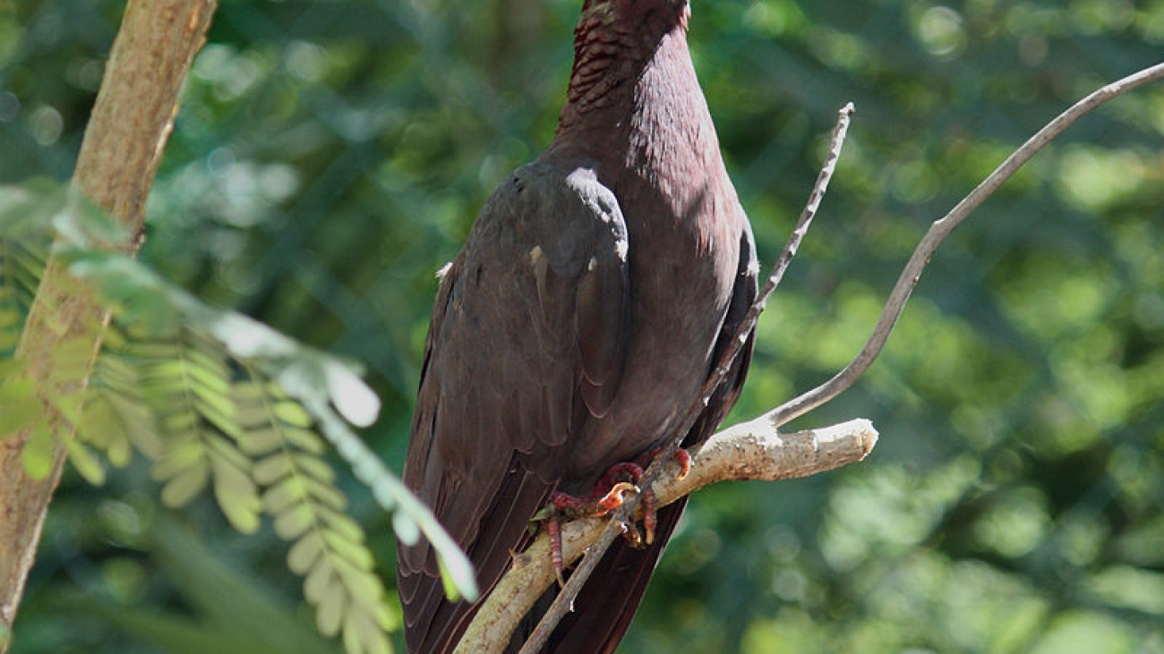 PALOMA ISLEÑA 800px-Patagioenas_squamosa_in_Barbados_a-01