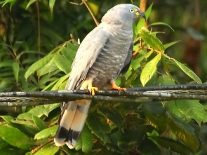 GAVILAN PICO GANCHUDO Chondrohierax_uncinatus_-_Hook-billed_Kite