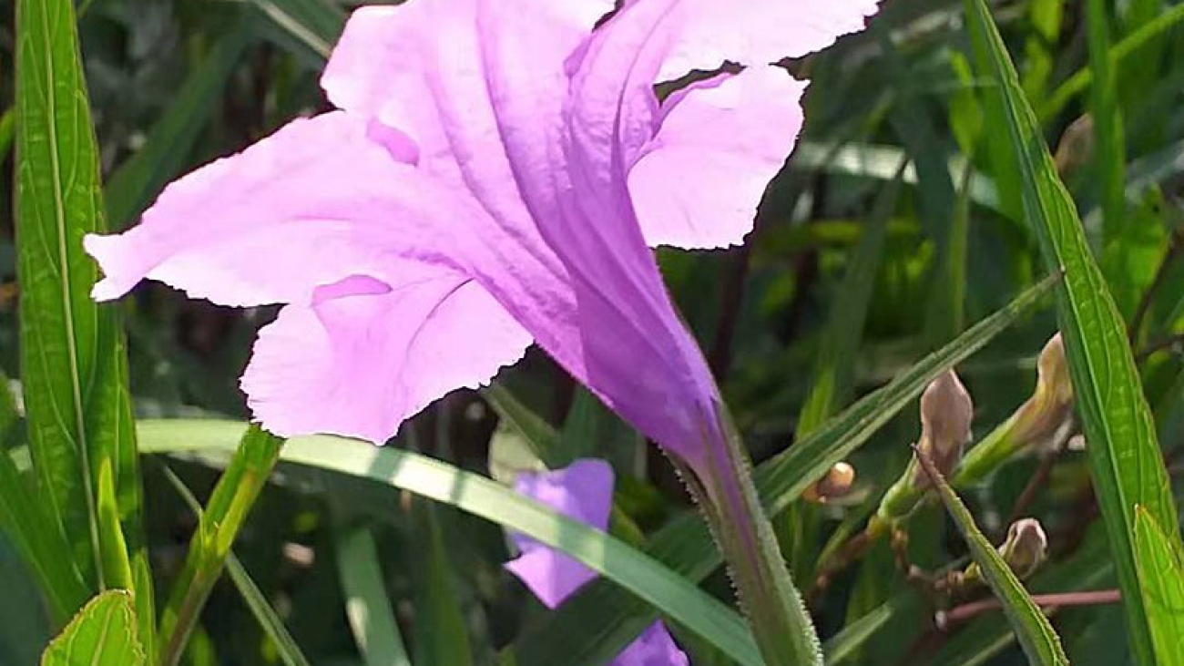Ruellia