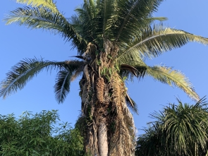 Attalea speciosa