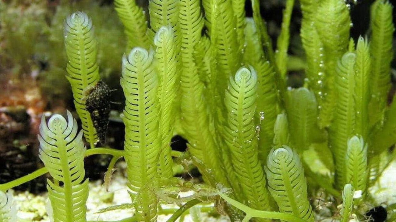 Caulerpa mexicana