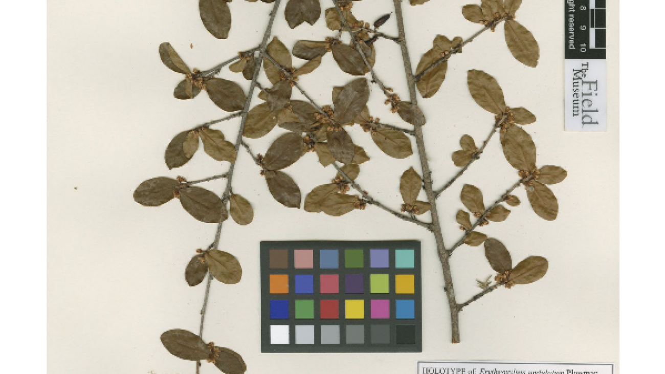 Erythroxylum undulatum