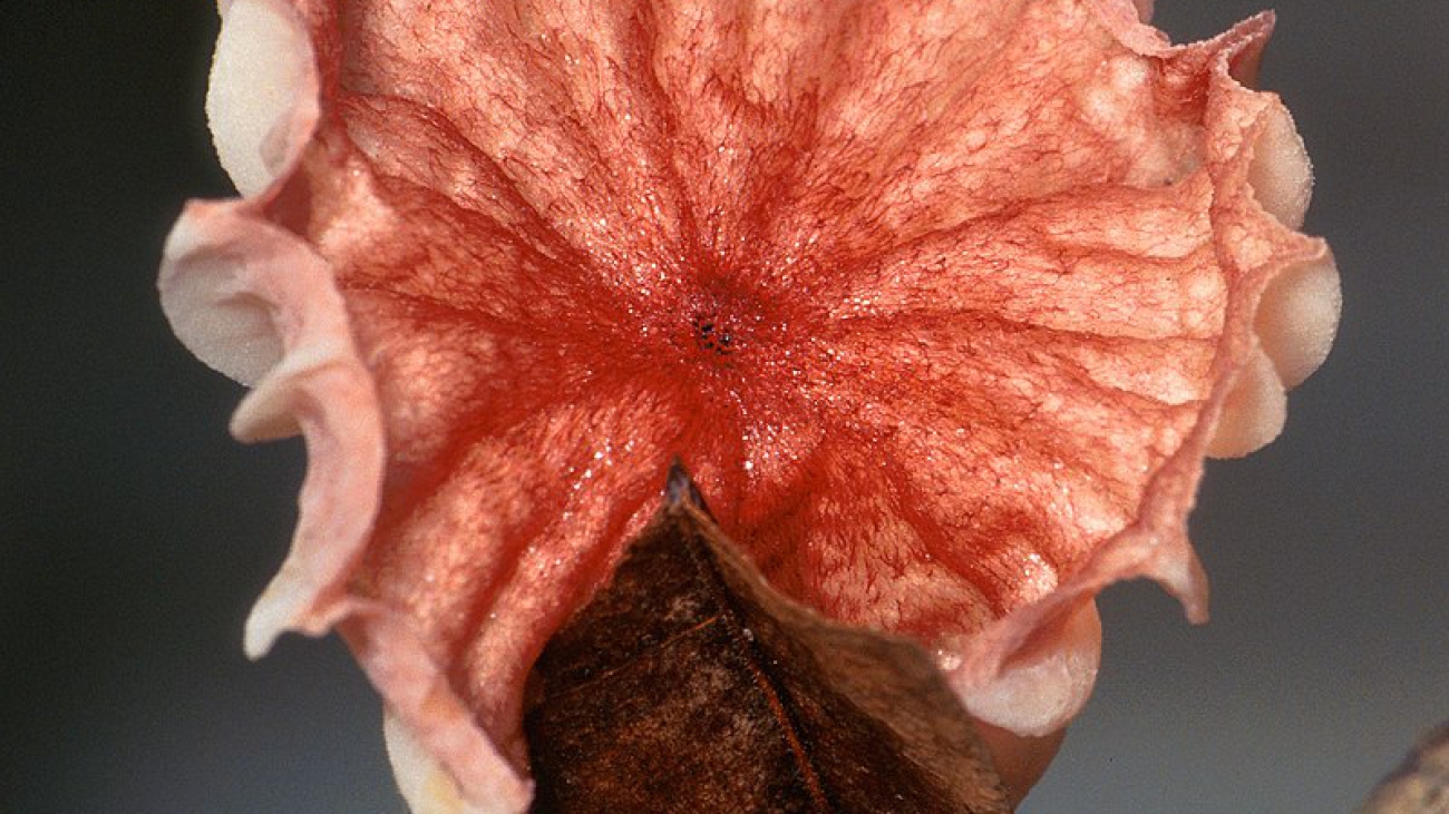 Departamento de Agricultura de los Estados Unidos