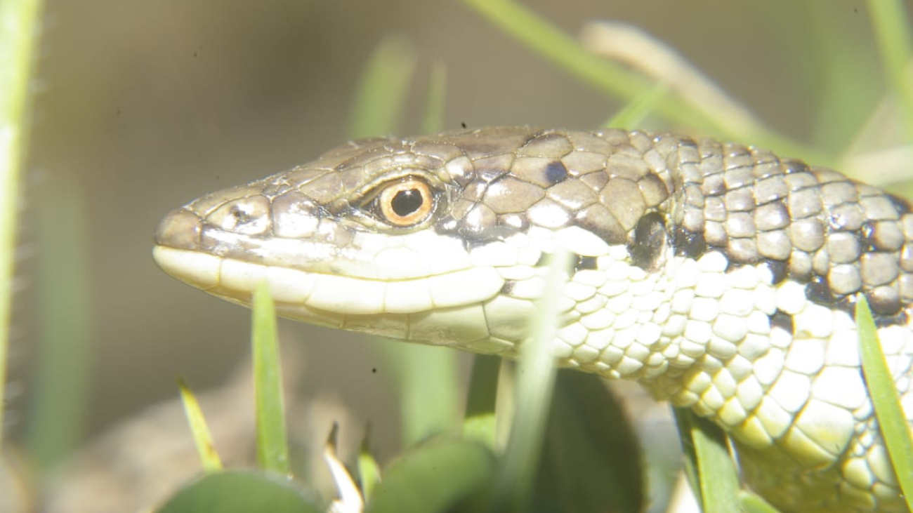 A hobartsi 2 Juan E García