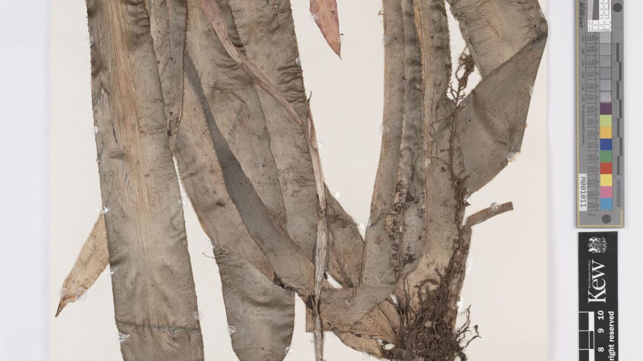 Royal Botanic Garden