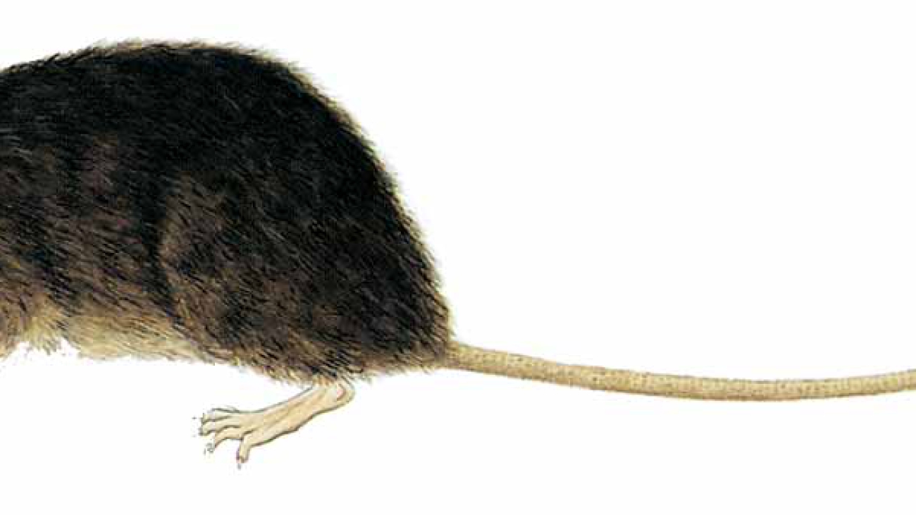 Aepeomys lugens (LC)