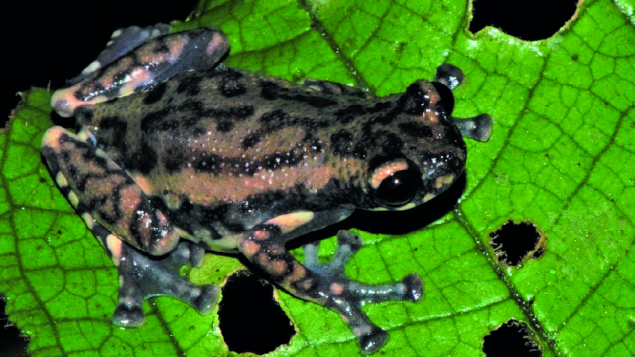 Allophryne_ruthveni_