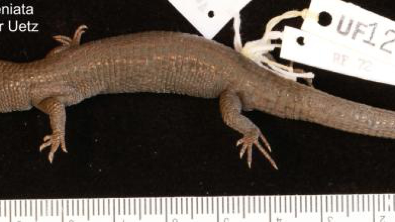 Anadia-bitaeniata-03000050511_01