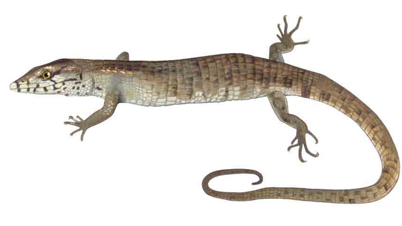 Anadia_blakei_imagen_02