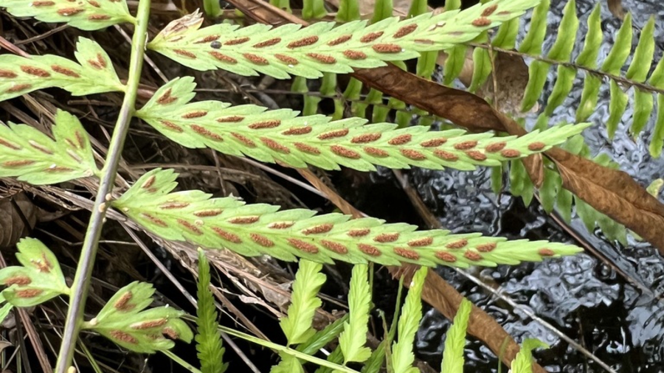 Asplenium auritum