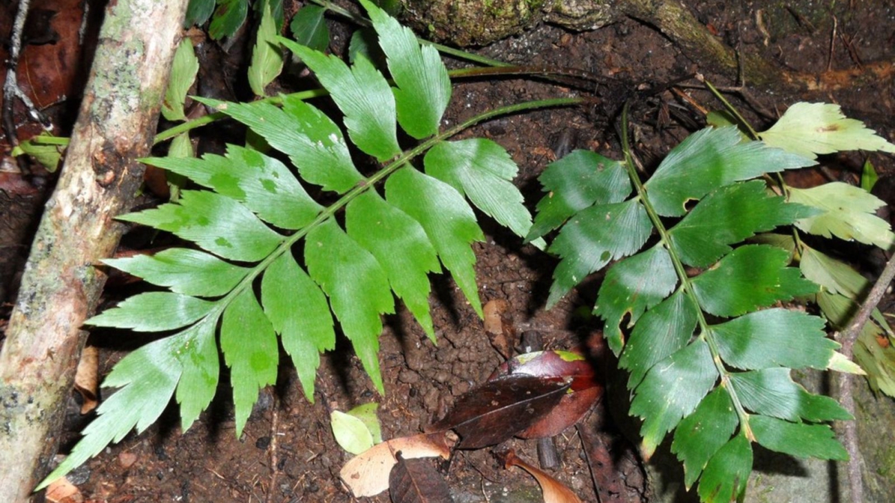 Asplenium dimidiatum Sw