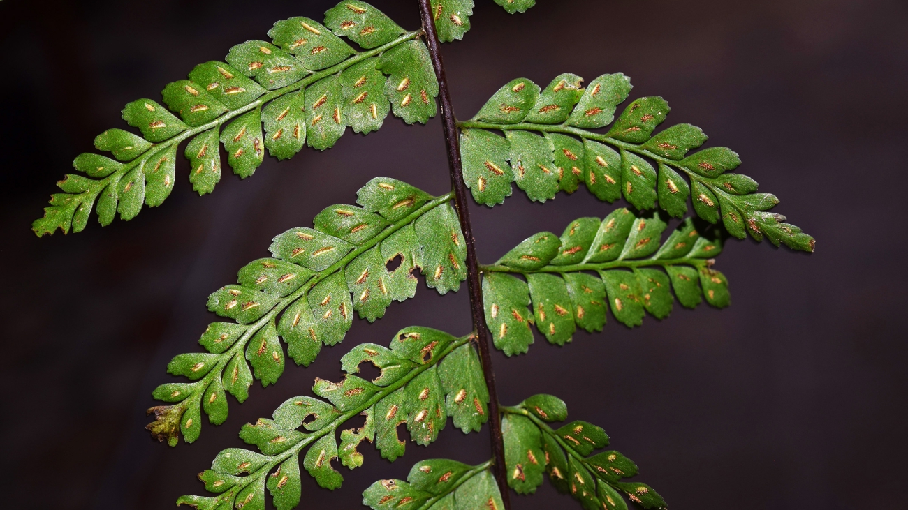 Asplenium flabellatum Kunze