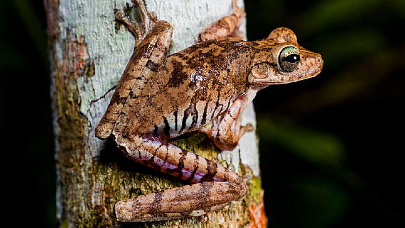 Convict Tree Frog (Hypsiboas calcaratus) on a tree, Paujil Nature Reserve, Magdalena Valley, Colombia, South America.