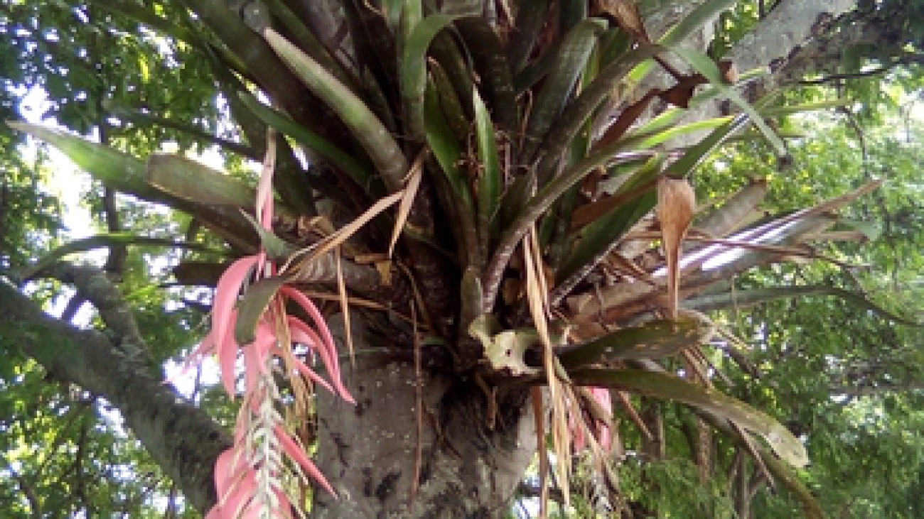 © Héctor Hernández