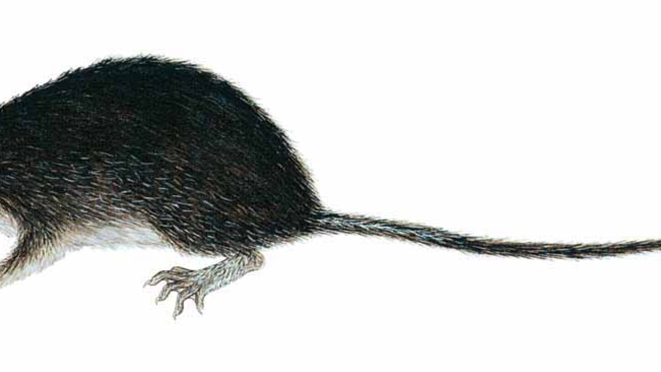 Chibchanomys trichotis