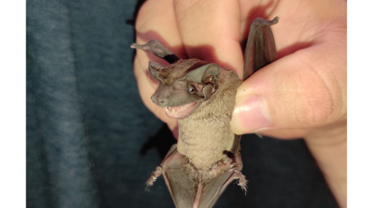 Cynomops (Molossops) greenhalli-gbif-Melquiades Castillo. c