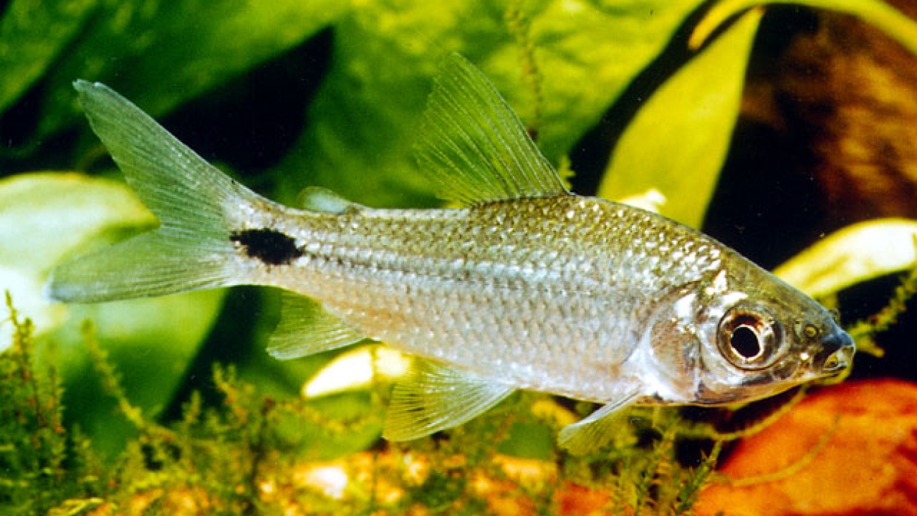 Cyphocharax spilurus3