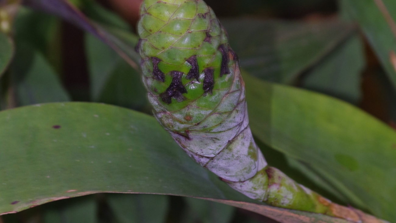Inaturalist Colombia