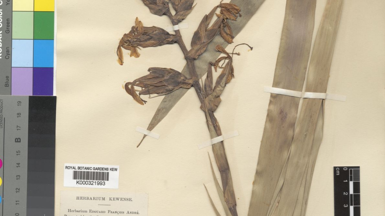 The Herbarium Catalogue, Royal Botanic Gardens, Kew.